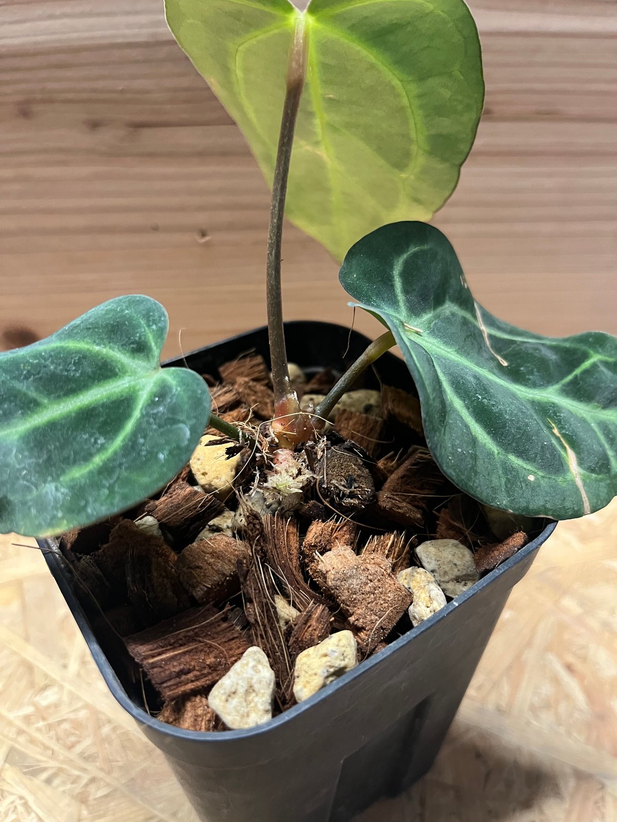 アンスリウム カーラブラッキー ワイルド | GREEN LUCK