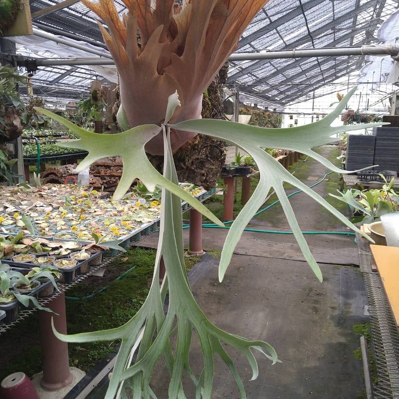 ビカクシダ ウィリンキー×ベイチー | GREEN LUCK