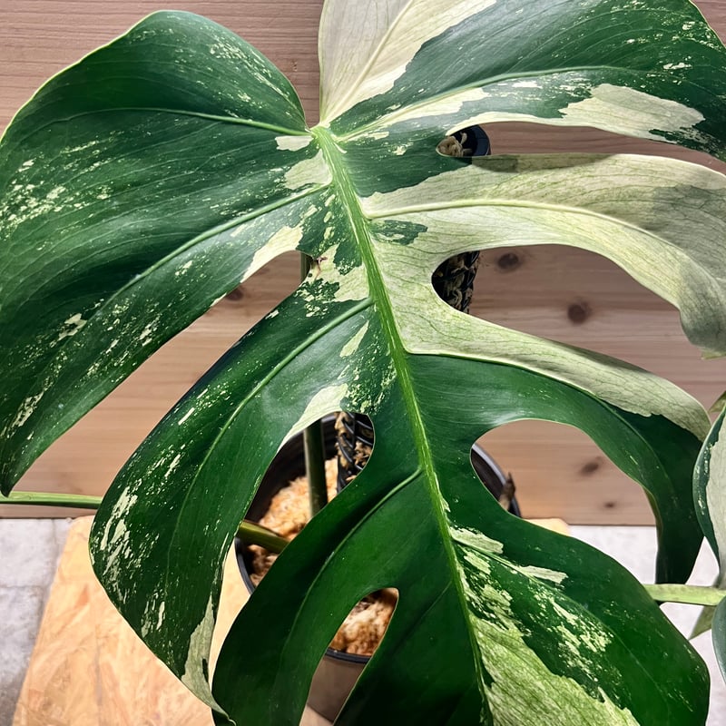 モンステラ デリシオーサ ミント | GREEN LUCK