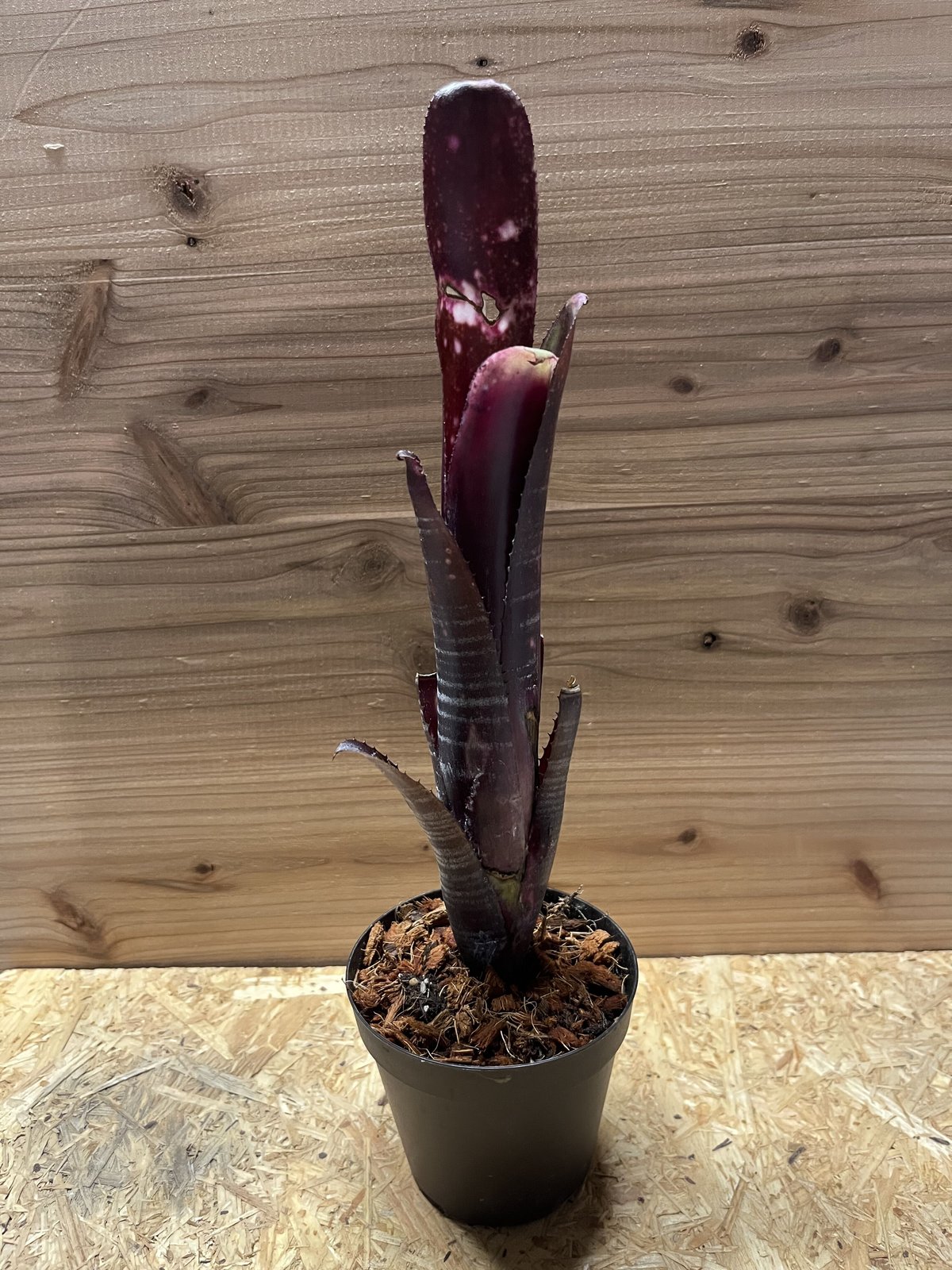 ビルベルギア ダースベイダー | GREEN LUCK