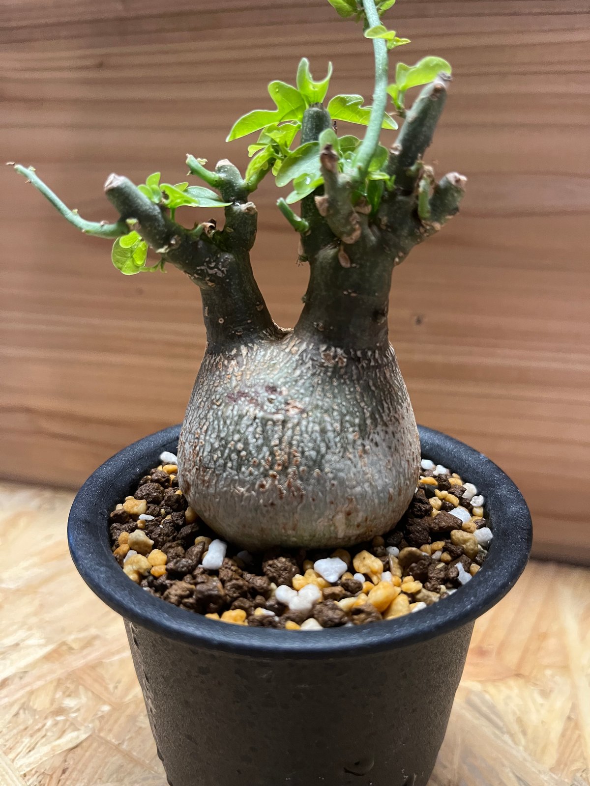 アデニア スピノーサ | GREEN LUCK