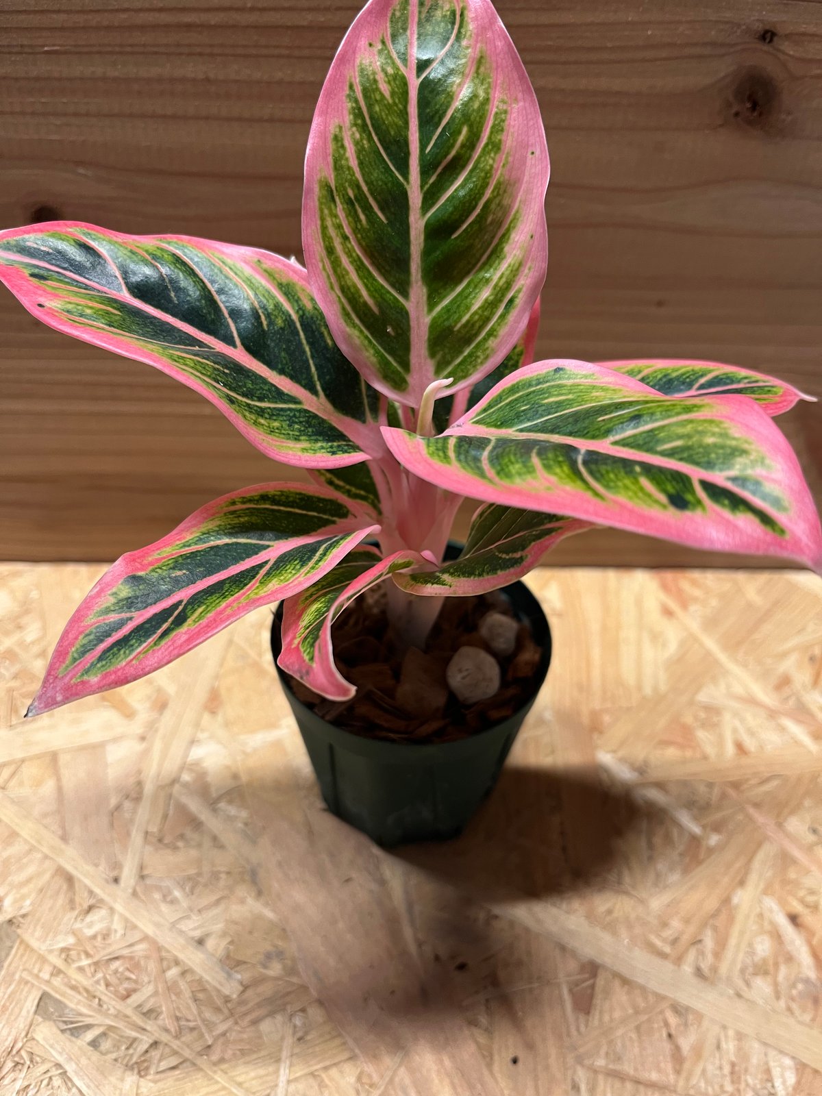 アグラオネマ ロータスデライト | GREEN LUCK