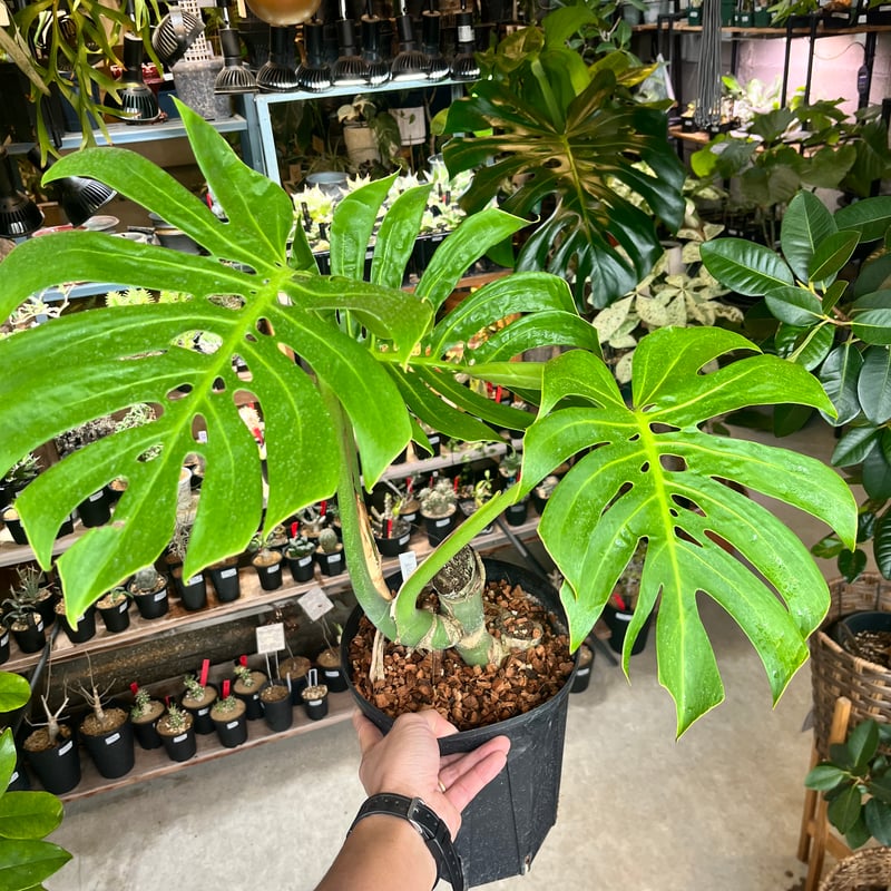 モンステラ デリシオーサ マクロコズム | GREEN LUCK