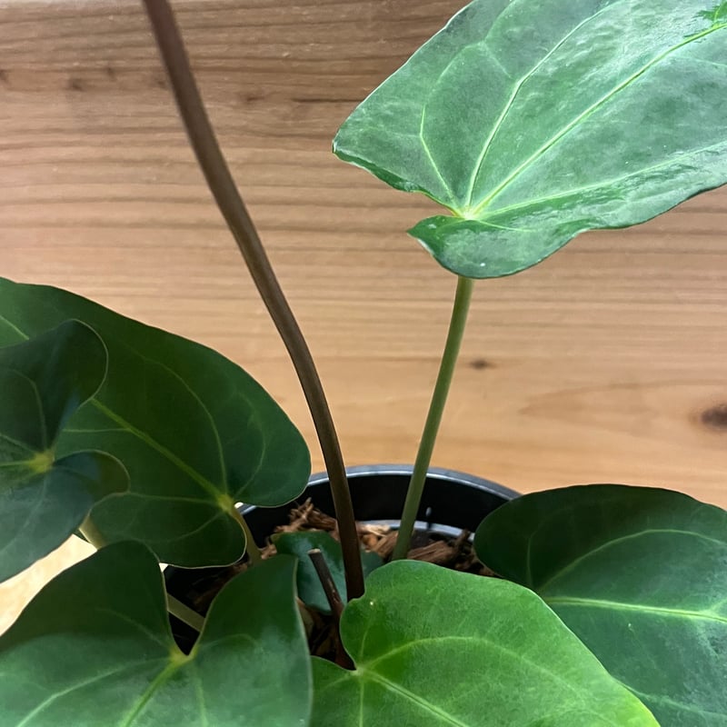 アンスリウム パピリラミナム レッドステム | GREEN LUCK