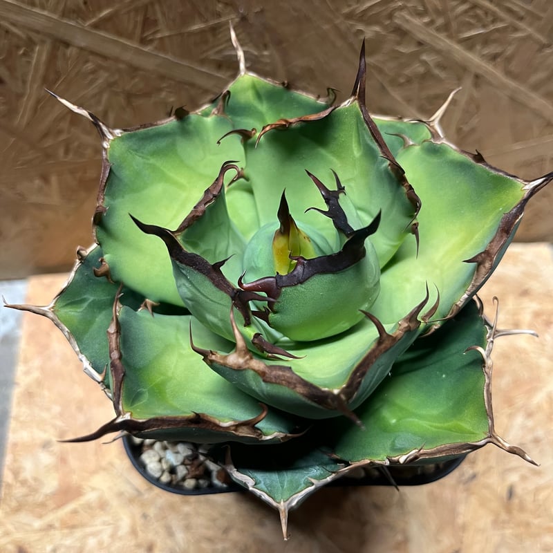 アガベ チタノタ Persian Dwarf | GREEN LUCK