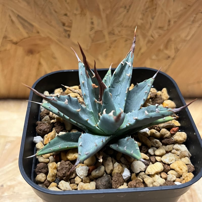 アガベ ユタエンシス エボリスピナ×（イシスメンシス×ネバデンシス