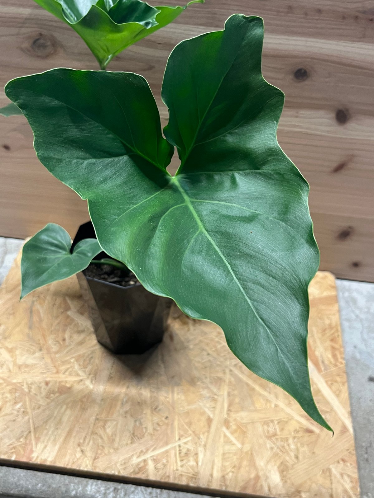 フィロデンドロン ソノラ | GREEN LUCK