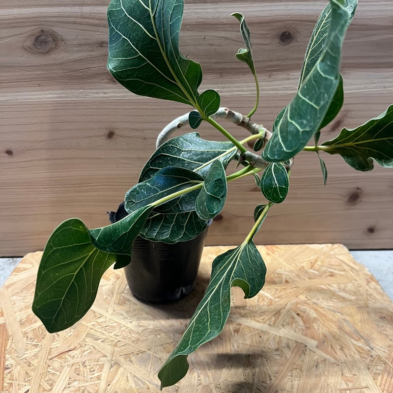 みさと フィカス クリシュナボダイジュ 植物 インテリア みさと