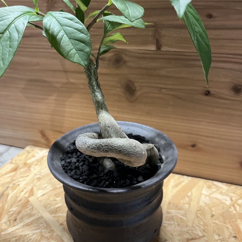 アダンソニア ディギタータ バオバブ×土京鉢 | GREEN LUCK