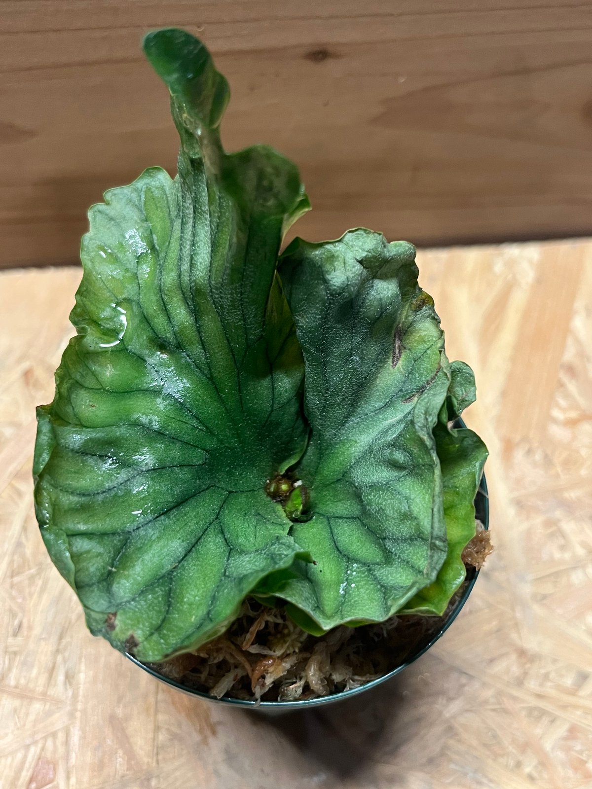 ビカクシダ ワンダエドワーフ | GREEN LUCK