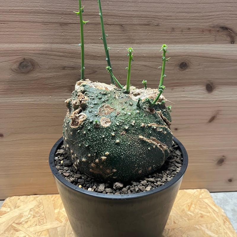 アデニア グロボーサ | GREEN LUCK