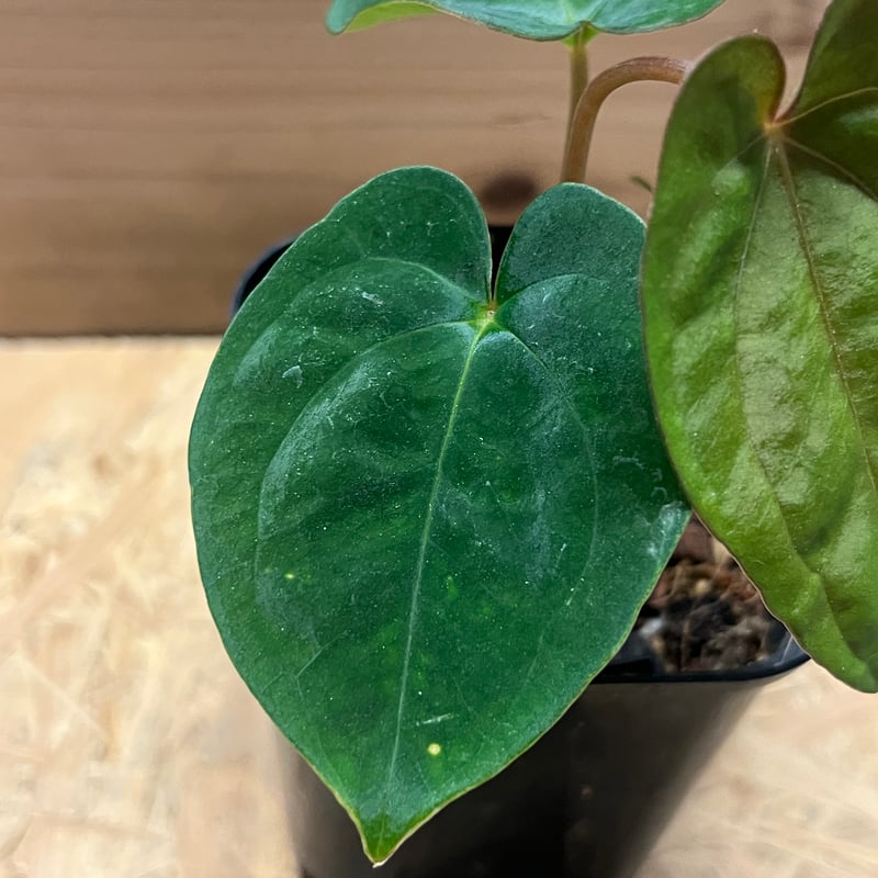 アンスリウム パピリラミナム | GREEN LUCK