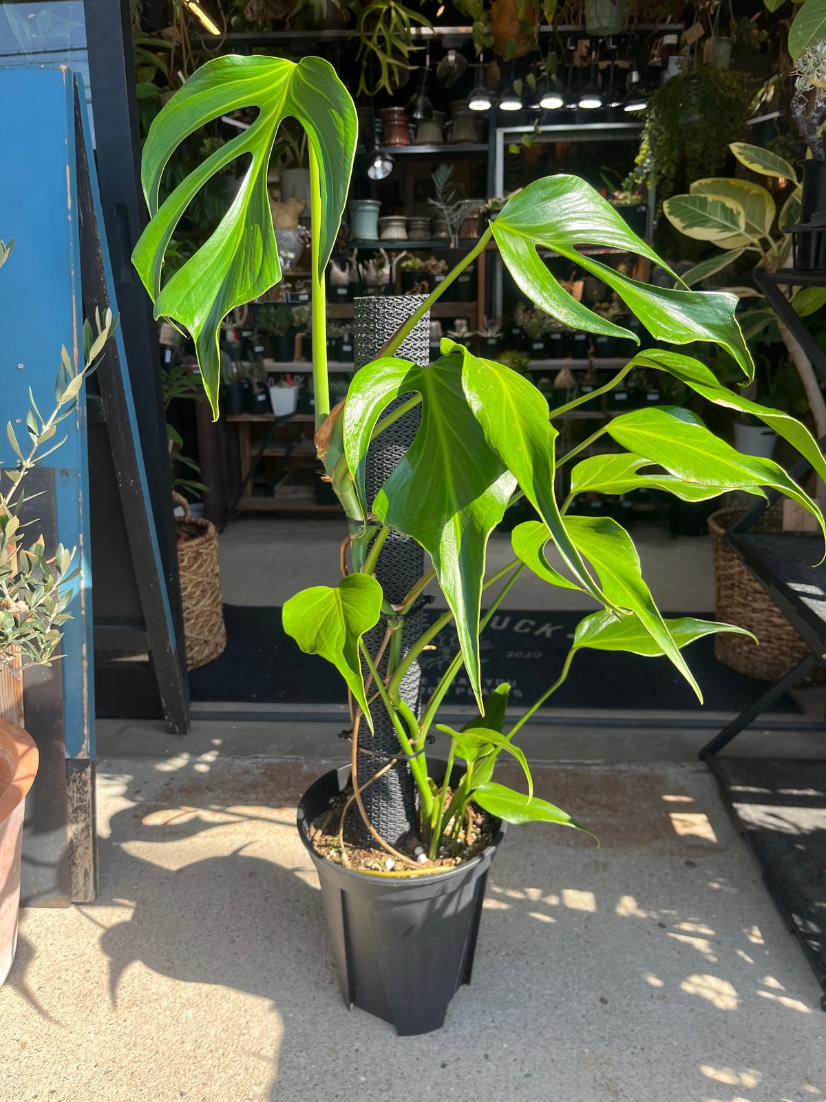 V4 モンステラ バールマルクスフレーム 【公式通販】