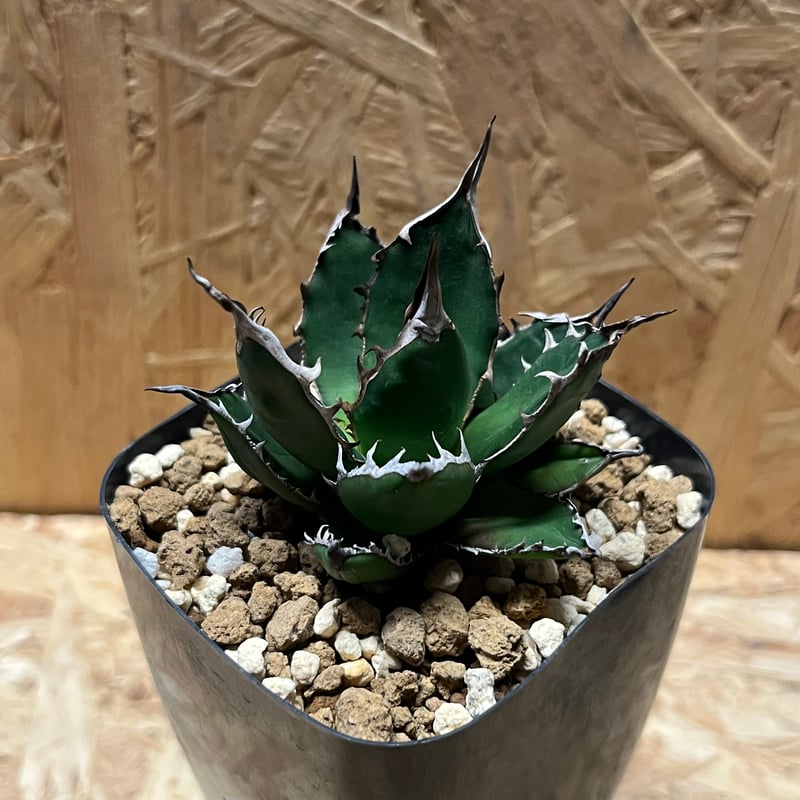 アガベ 超ホリダ 陽炎 ボールタイプ USクローン 発根植込 アガベ