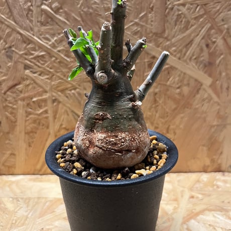 スピノーサ | STORES