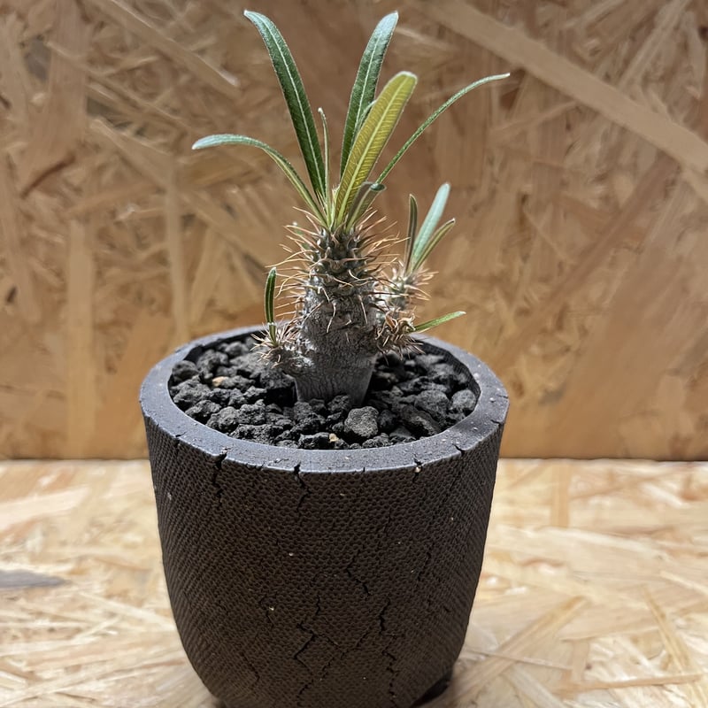 グラキリス 実生16 5株セット グラキリス 実生 5株セット ②G | HANDS