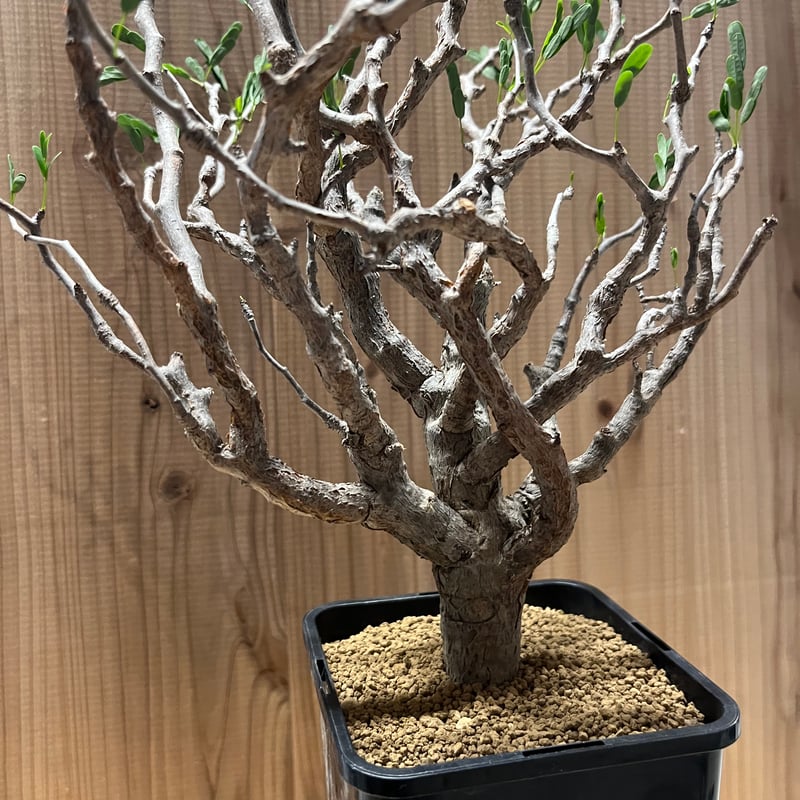 センナ メリディオナリス 現地発根済み | GREEN LUCK