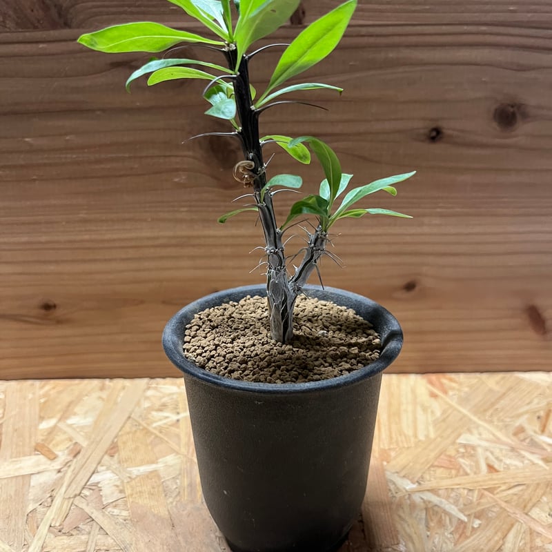 フォークイエリア スプレンデンス | GREEN LUCK