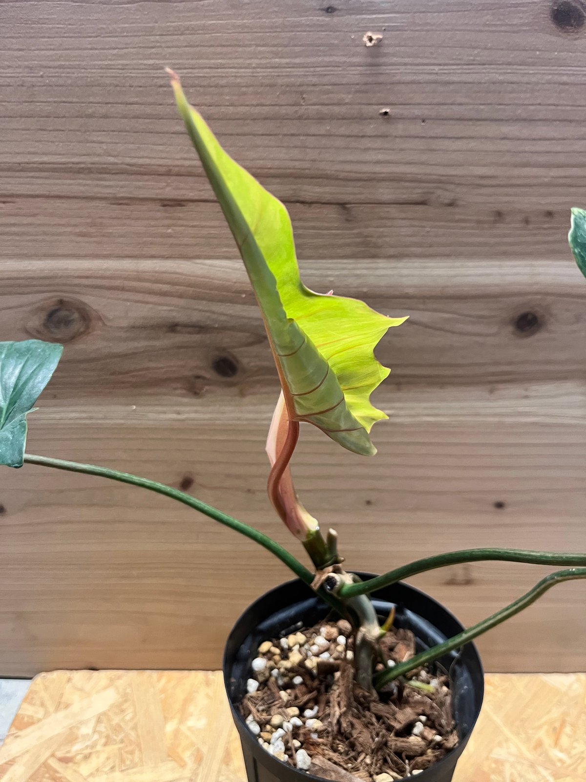 フィロデンドロン 'キティナ' （フロリダビューティー×マヨイ