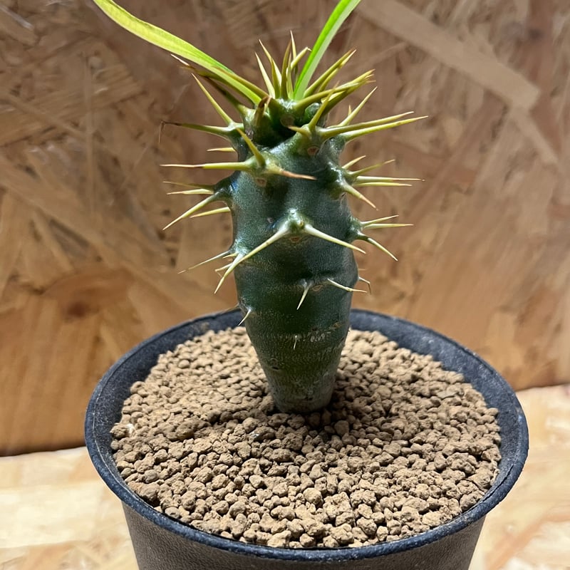 パキポディウム アンボンゲンセ | GREEN LUCK