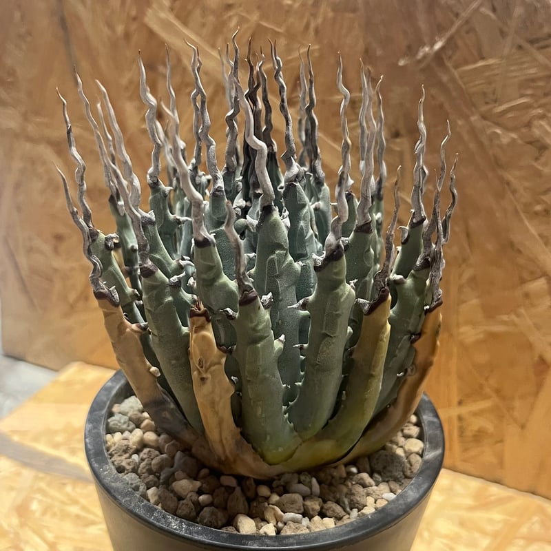 アガベ ユタエンシス エボリスピナ 陽炎 未発根 | GREEN LUCK