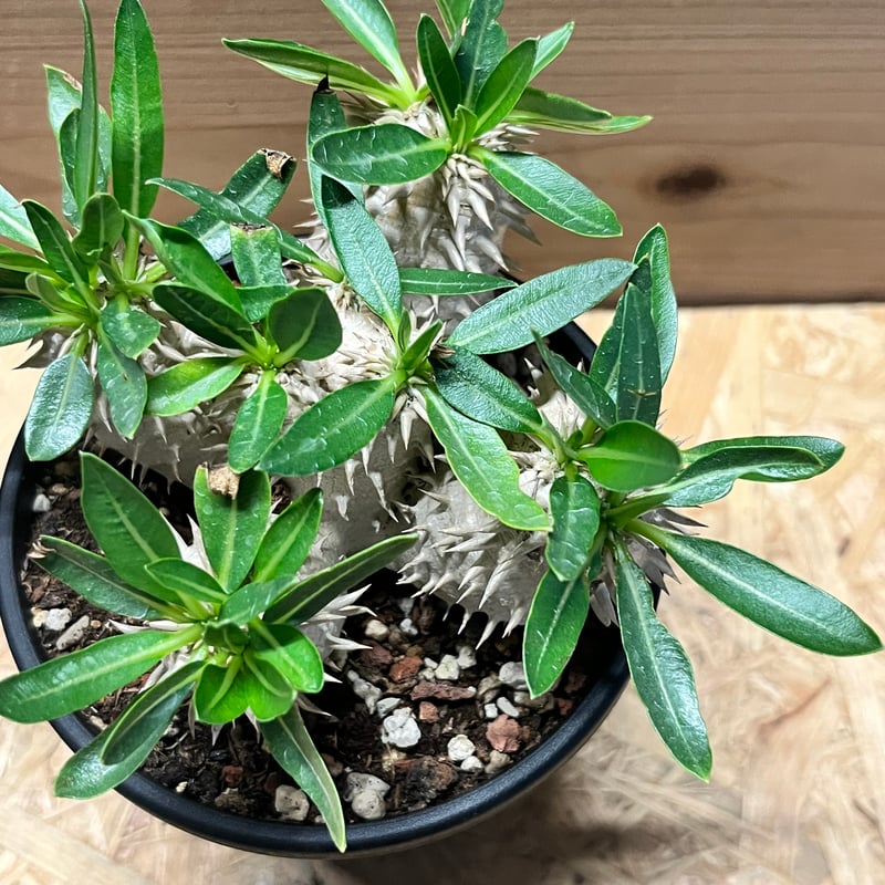 パキポディウム デンシカウレ 恵比寿大黒 | GREEN LUCK