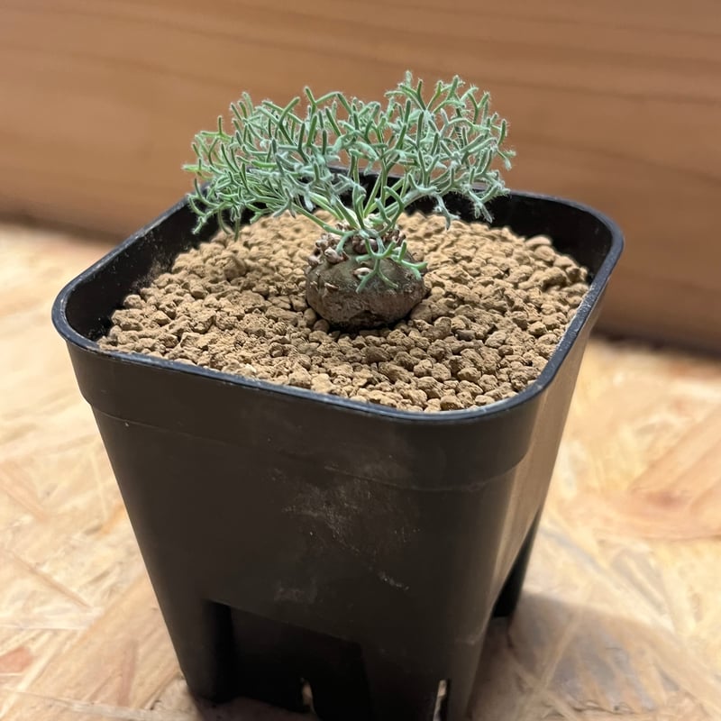 モンソニア ペニクリナム | GREEN LUCK