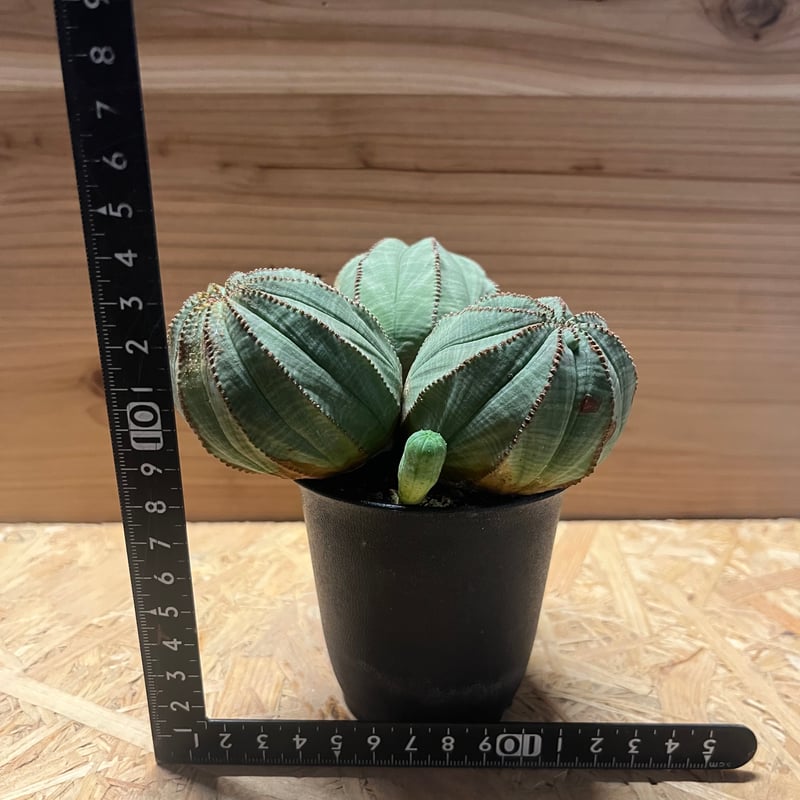 ユーフォルビア オベサ 3頭 | GREEN LUCK