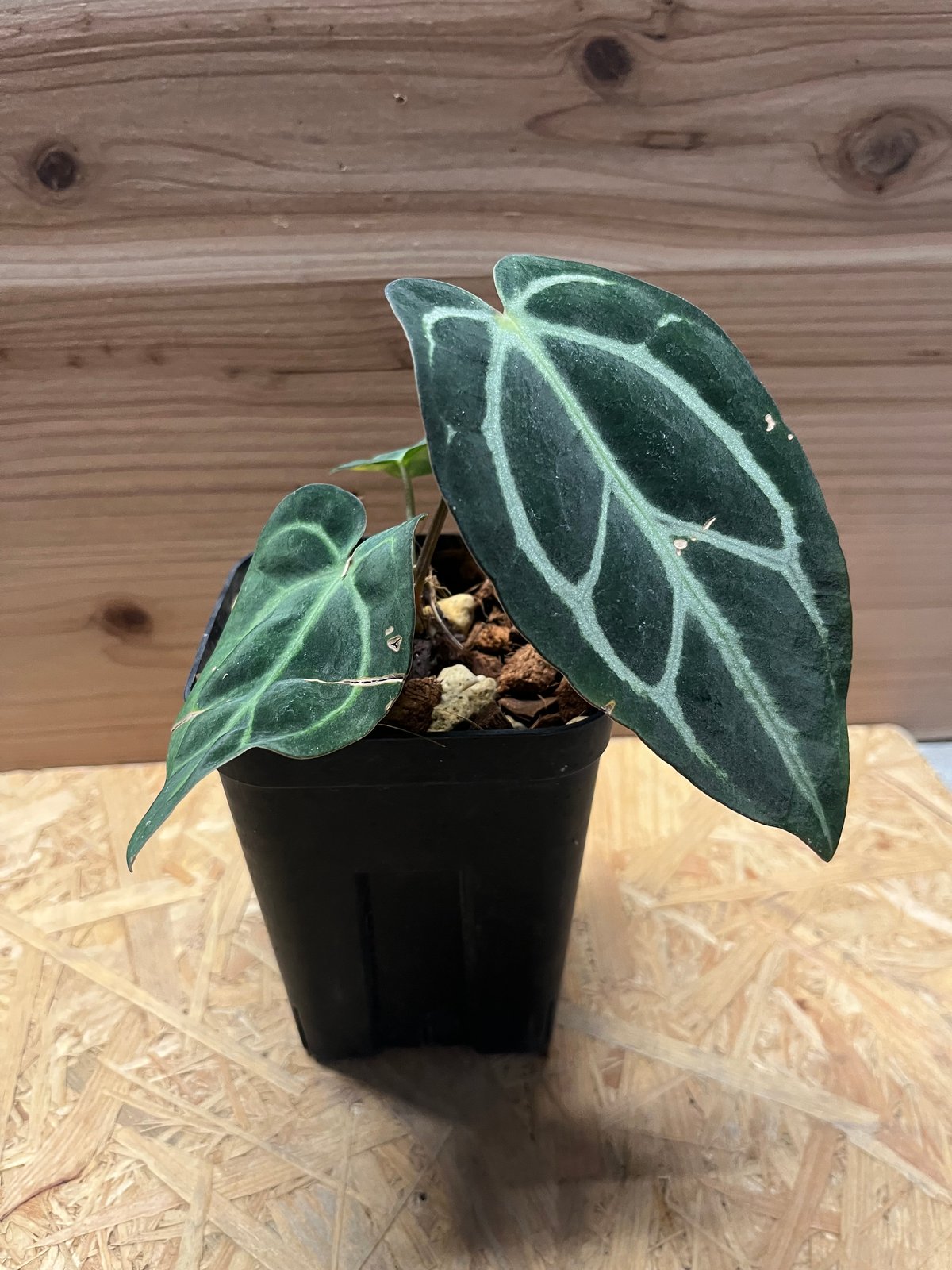 アンスリウム カーラブラッキー ワイルド | GREEN LUCK