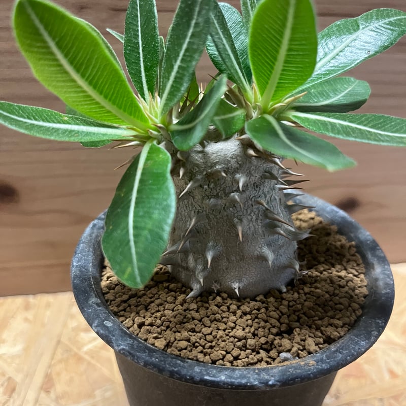 エブレネウム 現地球 ミニサイズ パキポディウム エブレネウム 現地球