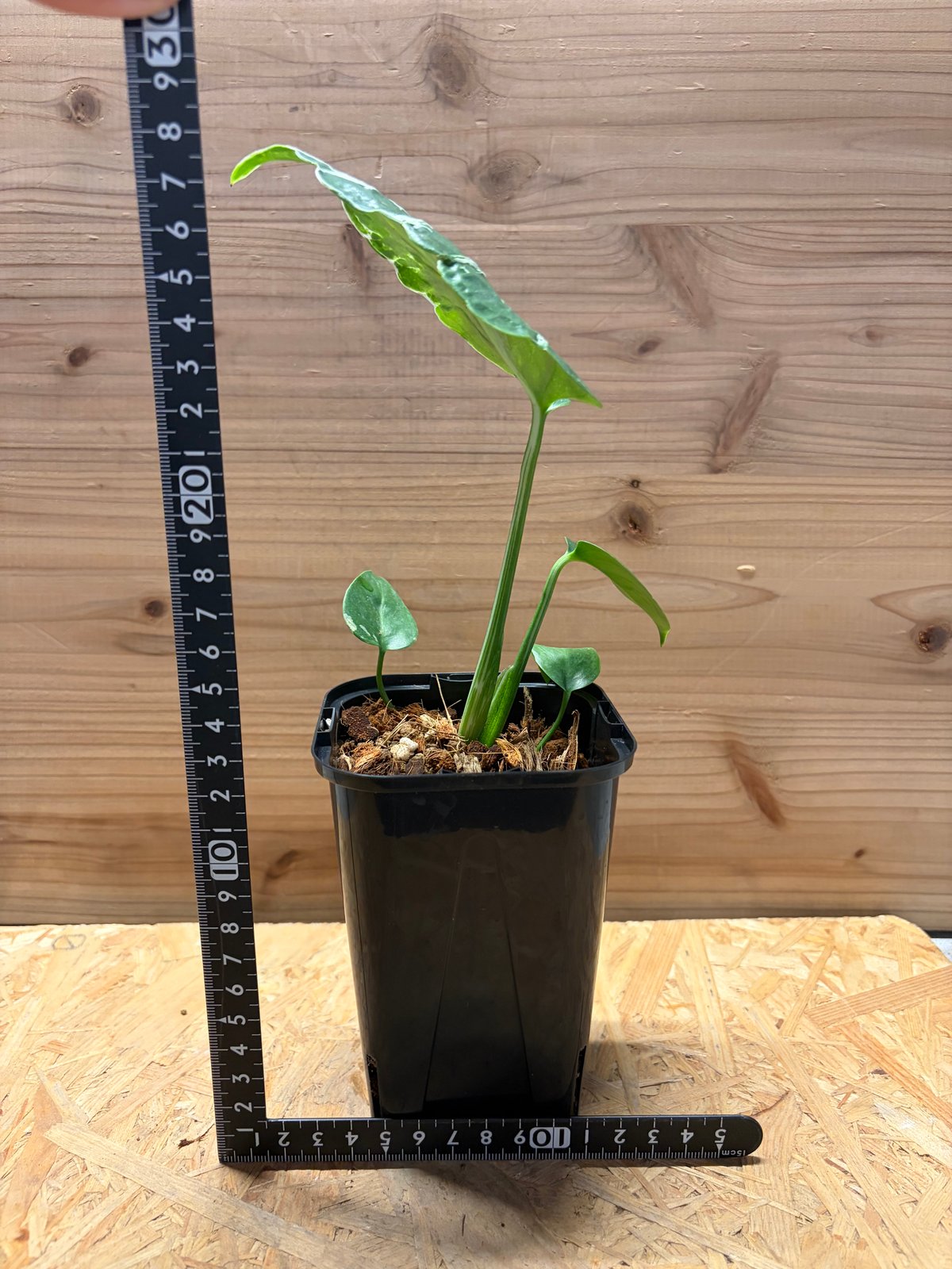 モンステラ デリシオーサ 'バルバソー' | GREEN LUCK