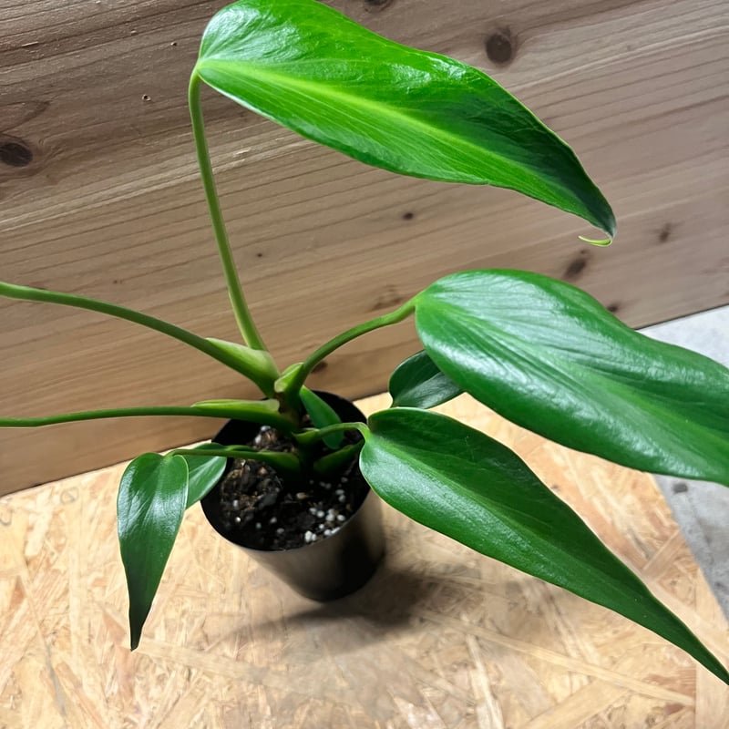 モンステラ バールマルクスフレーム | GREEN LUCK