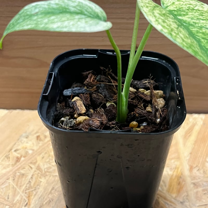 モンステラ デリシオーサ ミント | GREEN LUCK