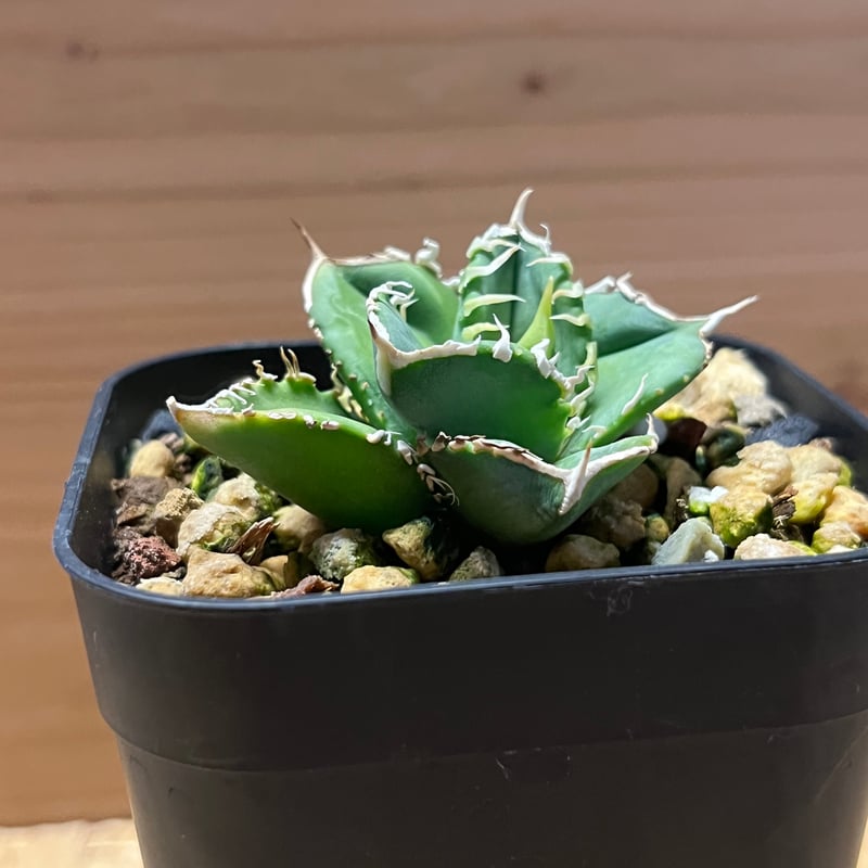 アガベ チタノタ 大白鯊 ホオジロザメ | GREEN LUCK