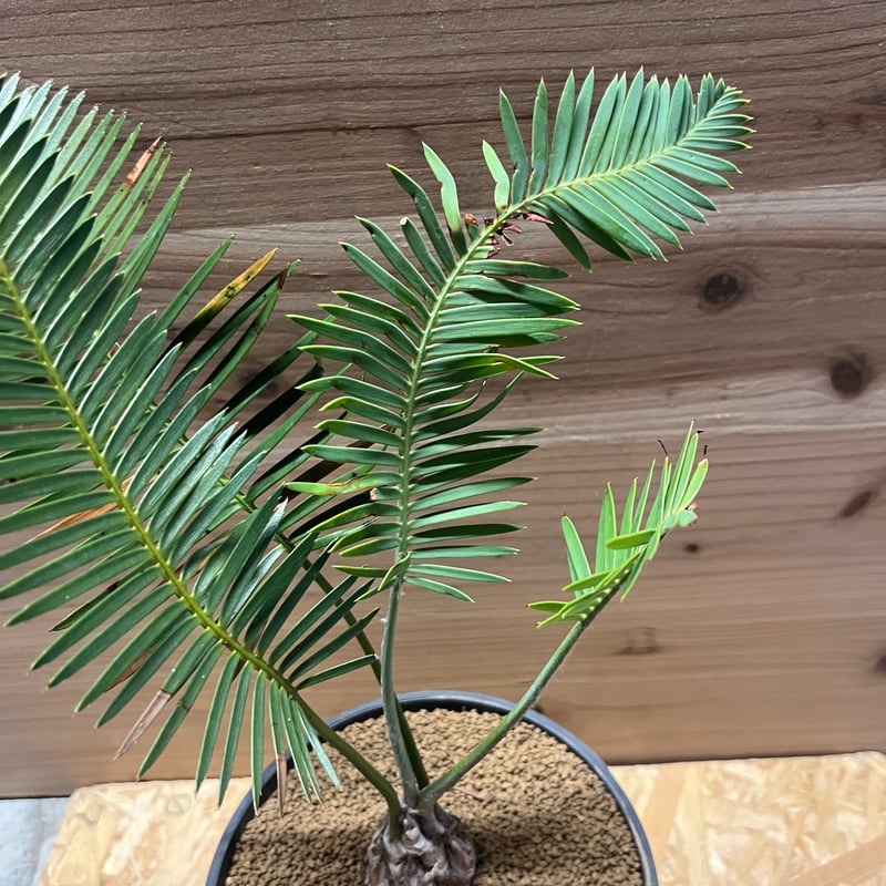 ディオーン エデュレ | GREEN LUCK