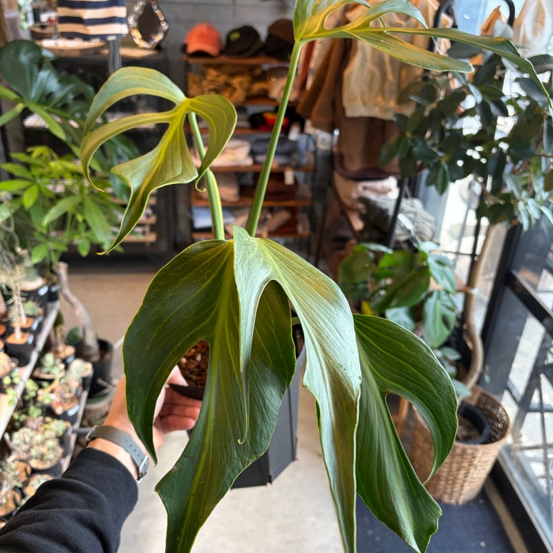 モンステラ 'バールマルクスフレーム' | GREEN LUCK