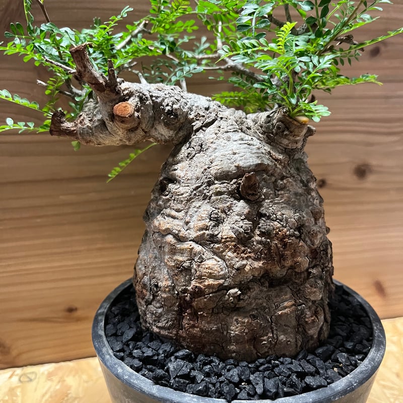 最終値下】オペルクリカリア パキプス 現地株 発根2年経過 vol.4