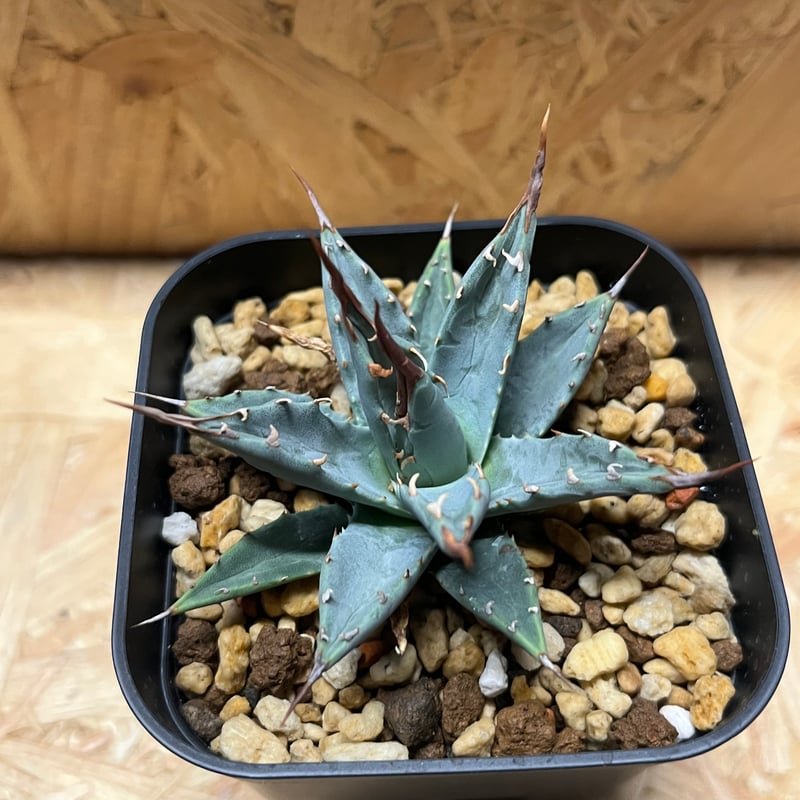 アガベ ユタエンシス エボリスピナ×（イシスメンシス×ネバデンシス