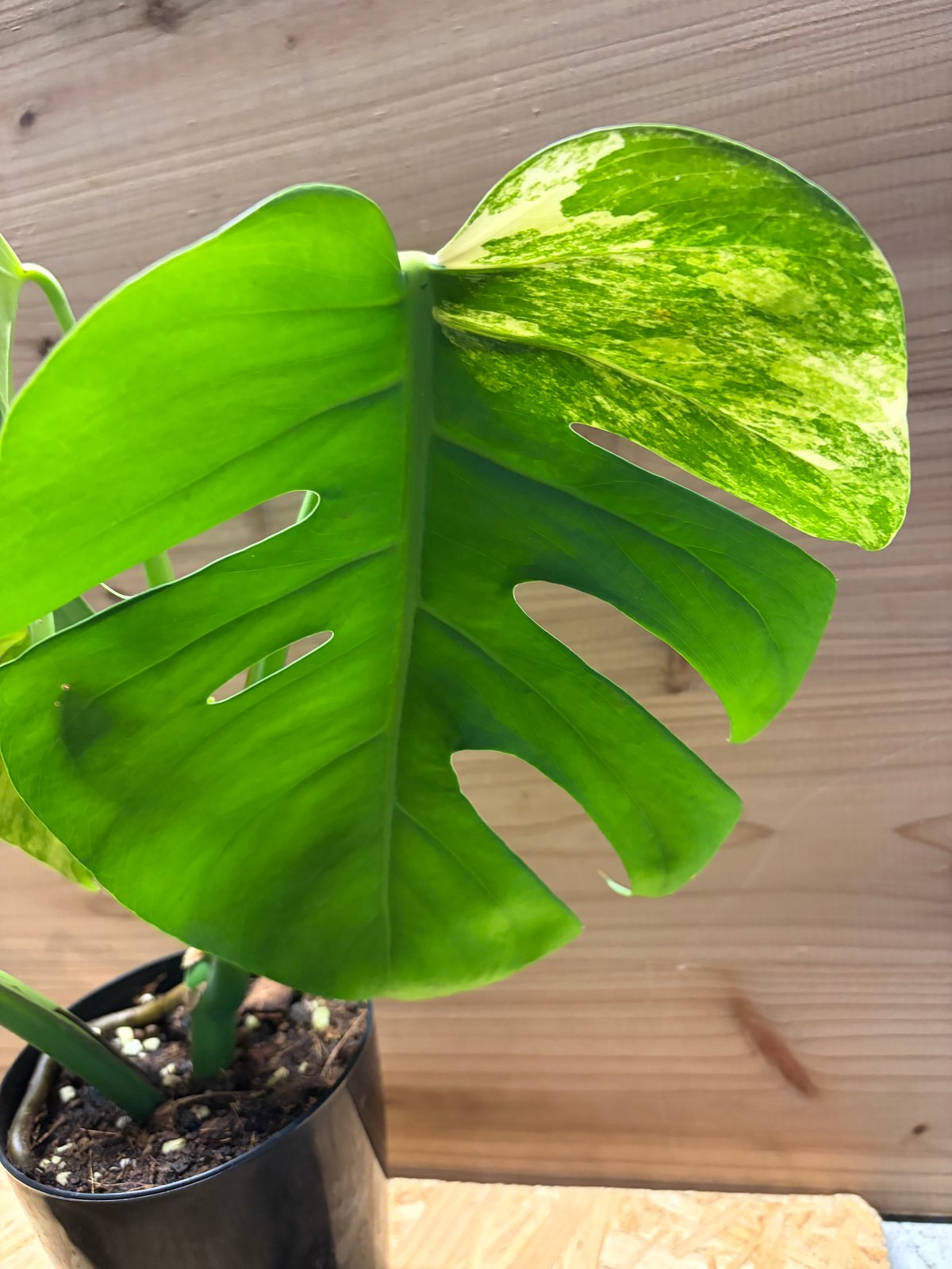 モンステラ ボルシギアナ 'オーレア' | GREEN LUCK