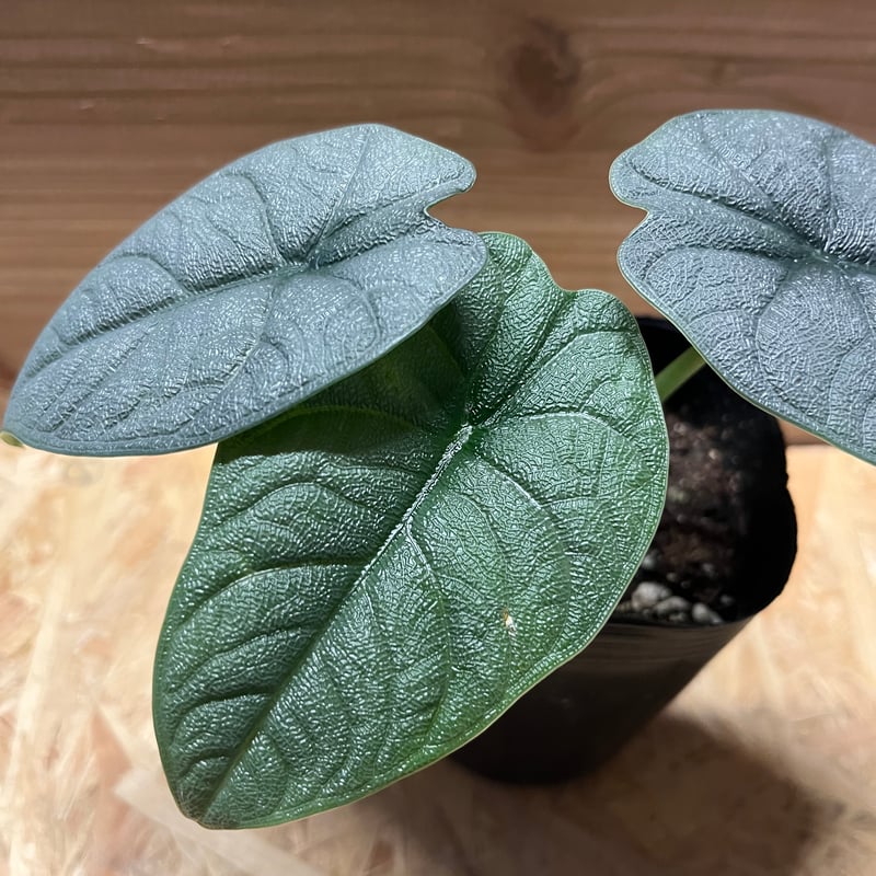 アロカシア メロ | GREEN LUCK