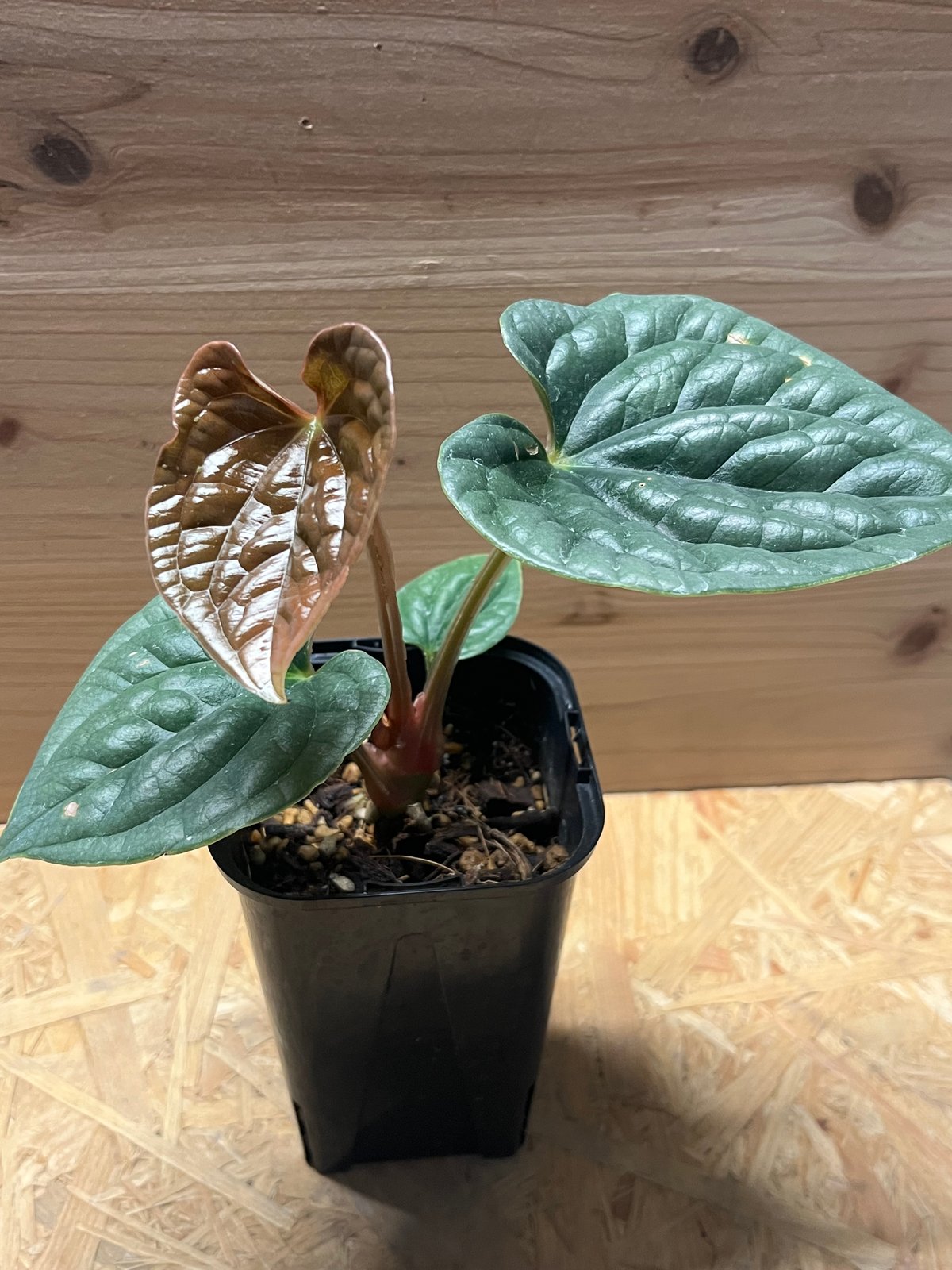 アンスリウム ルクスリアンス | GREEN LUCK