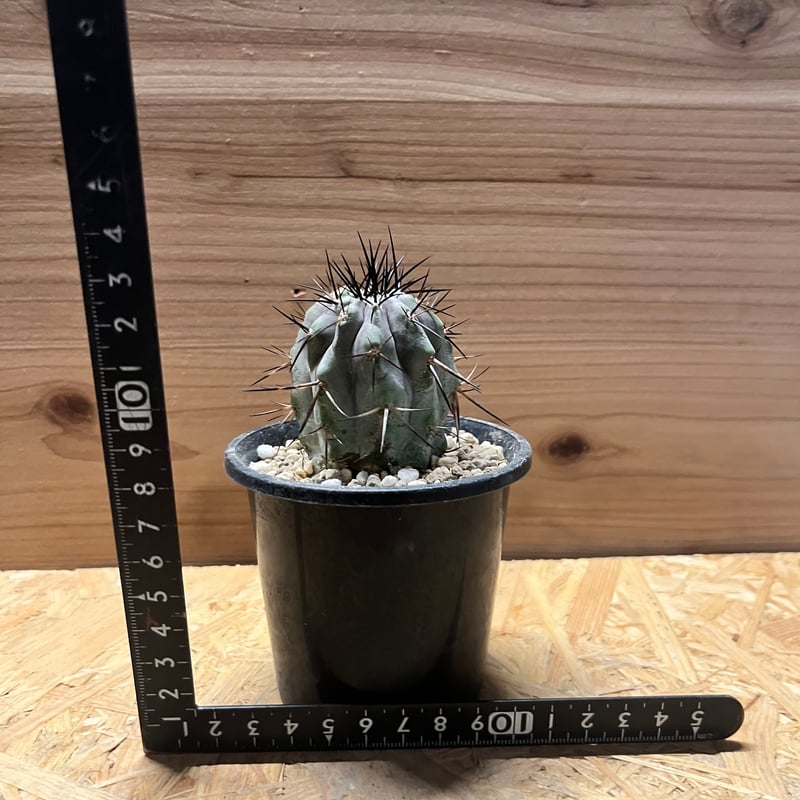 コピアポア シネレア 黒王丸 カキコ | GREEN LUCK