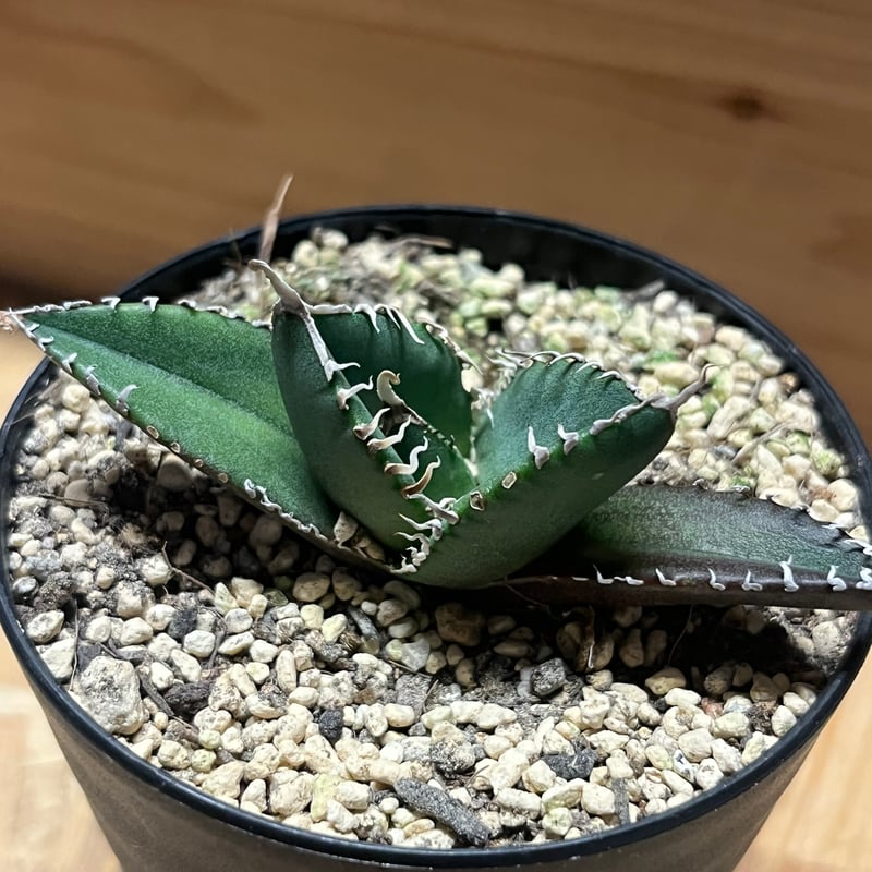 アガベ チタノタ 南アフリカダイヤモンド SAD メリクロン | GREEN LUCK