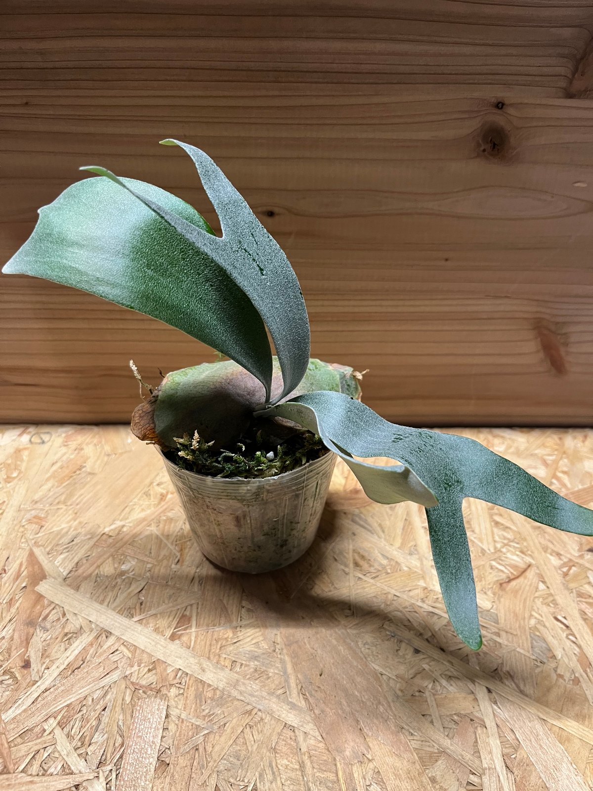 ビカクシダ E-1 白ビフ sp.White | GREEN LUCK