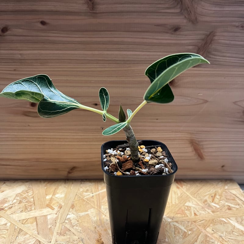 フィカス クリシュナボダイジュ | GREEN LUCK