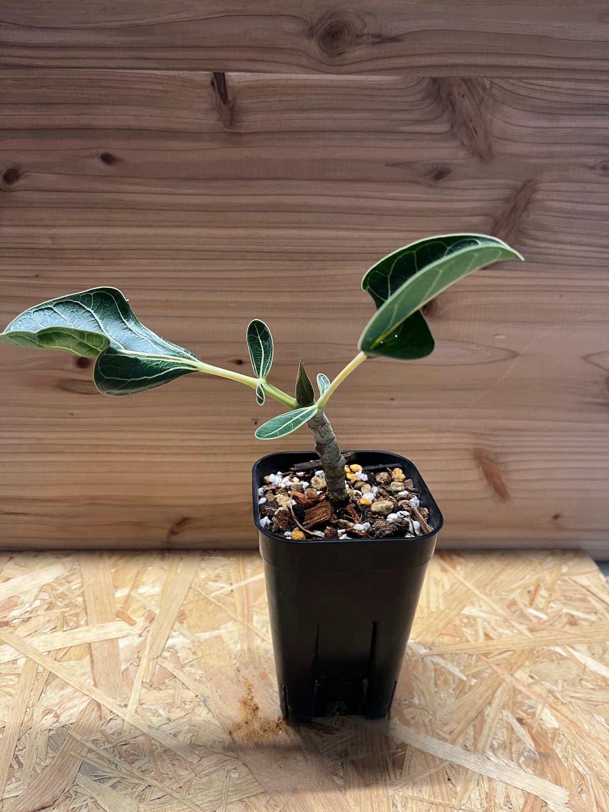 みさと フィカス クリシュナボダイジュ 植物 インテリア みさと