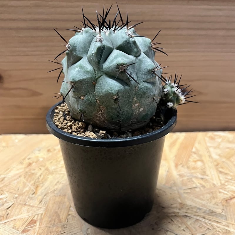 コピアポア シネレア 黒王丸 実生 | GREEN LUCK