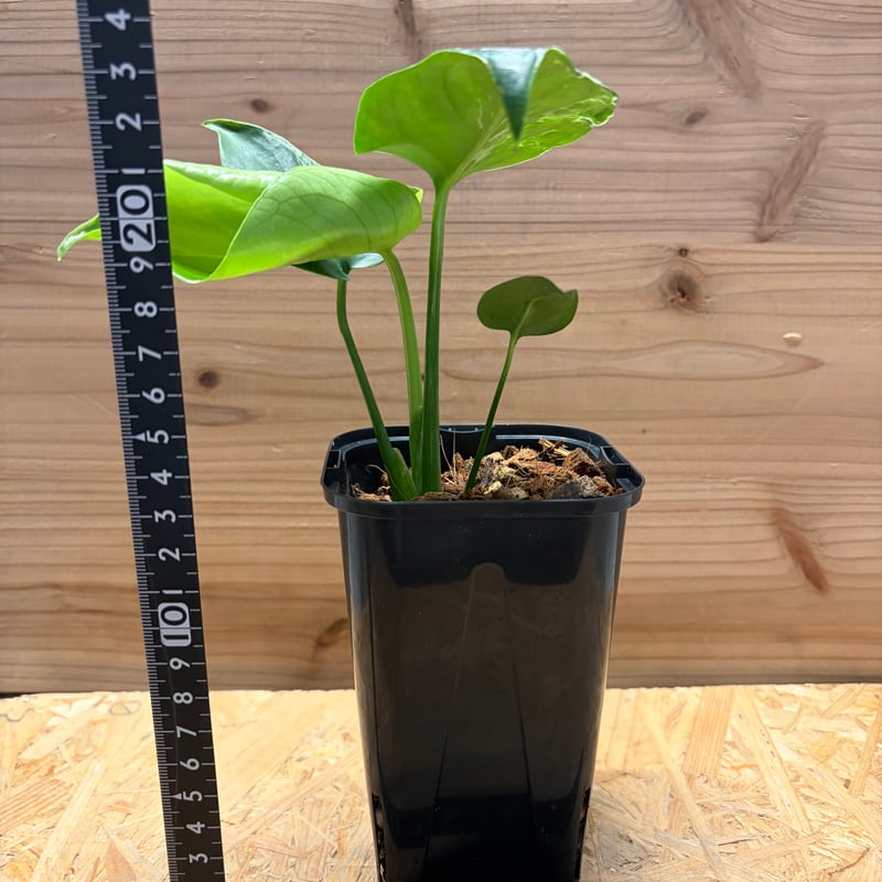 モンステラ デリシオーサ 'バルバソー' | GREEN LUCK