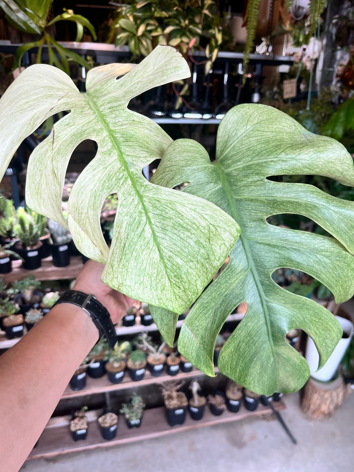 モンステラ フルミント | GREEN LUCK