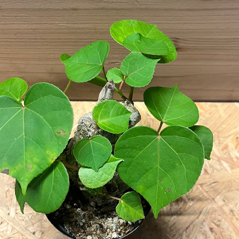 オオハマボウ （ユウナ） | GREEN LUCK